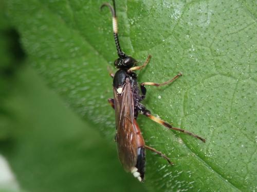 Réf. 315 096 : Ichneumon sp.